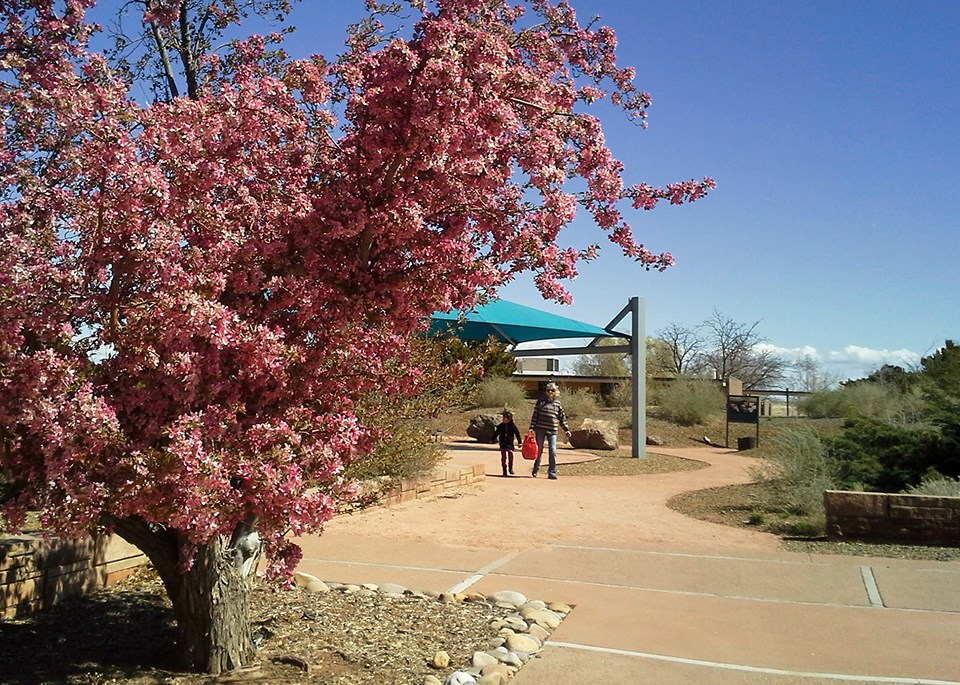 Pink flowering tree growing along path on which a woman and child walk through a garden.