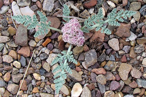 Biscuitroot aka purple spring parsley (Vesper bulbosus, syn. Cymopterus bulbosus): frilly purple flowers at the center of incised pale green leaves.