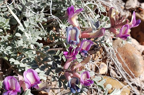 Crescent Milkvetch (Astragalus amphioxys) with purple flowers