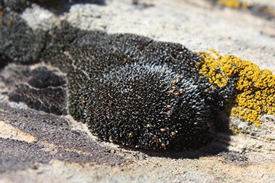 Grimmia sp moss cushion on sandstone