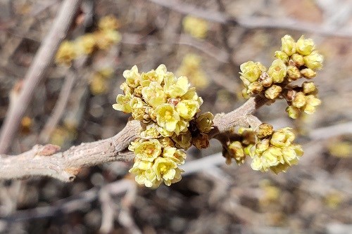Closeup of yellow Skunkbush (Rhus aromatica) flower cluster