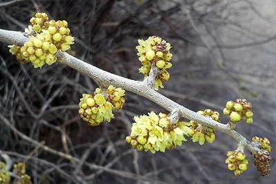 Close-up of yellow flower clusters on Skunkbush (Rhus aromatica), a shrub. Close-up of yellow flower clusters on Skunkbush (Rhus aromatica), a shrub.