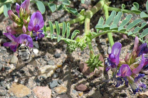 Freckled Milkvetch (Astragalus lentiginosus) wildflower with pea-llike flowers in a raceme and many compound leaves