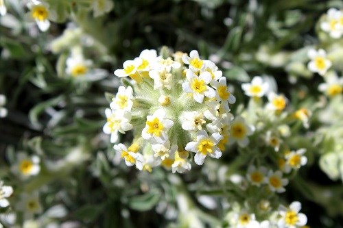 Cluster of white flowers with yellow centers.