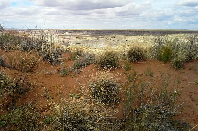 Red sand dune near South Wilderness Unit