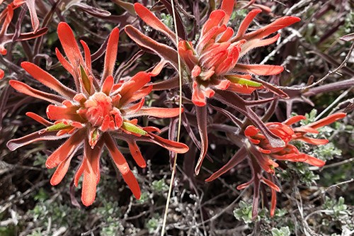 Red bracted Desert Paintbrush (Castilleja chromosa) close up