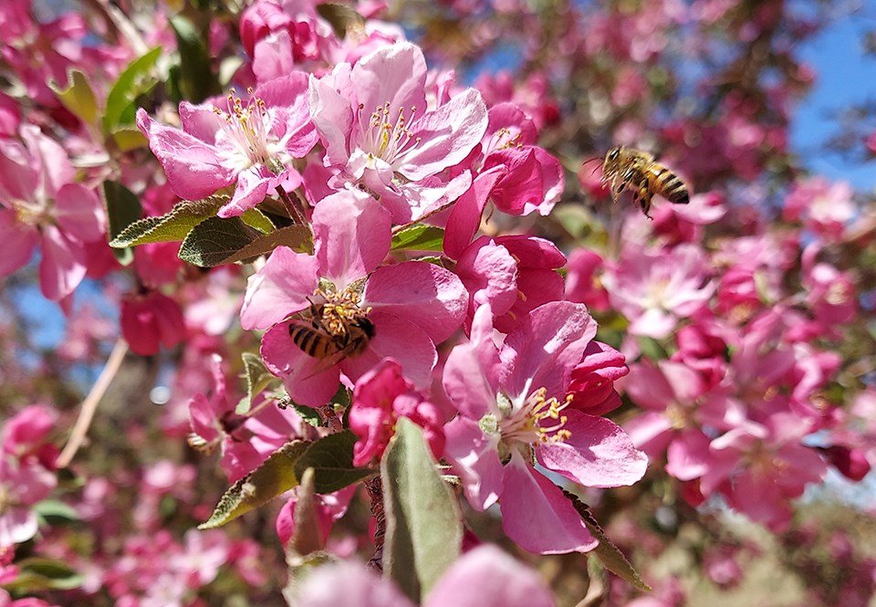 Bees in pink crabapple flowers.