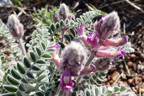 Close up of Woolly Locoweed (Astragalus mollissimus), fuzzy purple flower