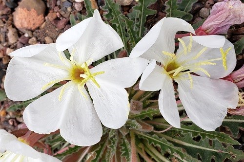 Two large white four-petaled flower with a very small plant.