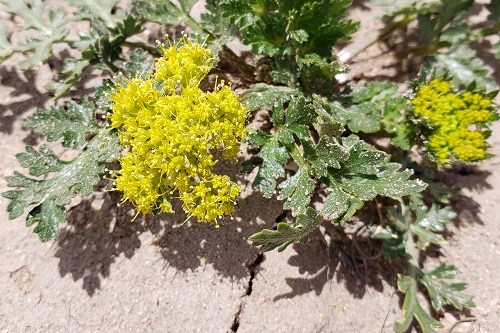 Yellow flower and dark green leaves of Fendler's Spring Parsley (Cymopterus glomeratus)