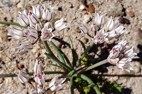Large-petaled Onion (Allium macropetalum) has bell flowers