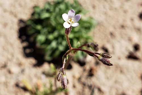 Eyed Gilia (Gilia ophthalmoides) is a tiny plant