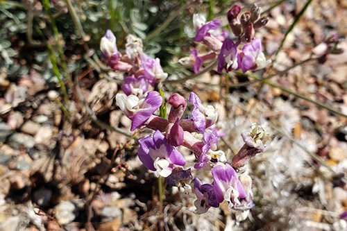 Close up of Torrey’s Vetch (Astragalus calycosus var. scaposus) with small purple flowers