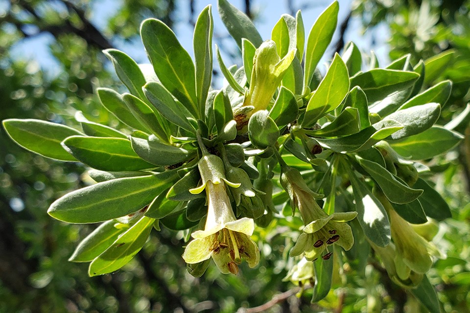 Cream colored bell flower hanging beneath green-gray leaves.