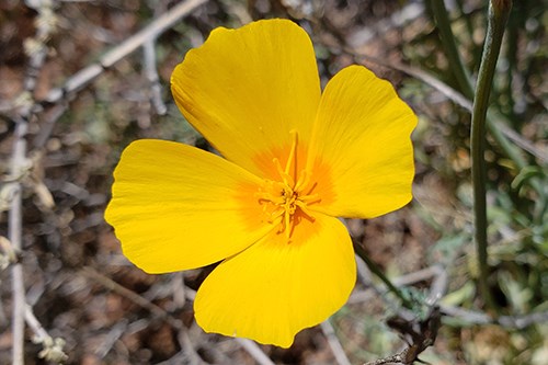A single orange Mexican Gold Poppy (Eschscholzia californica ssp. mexicana)