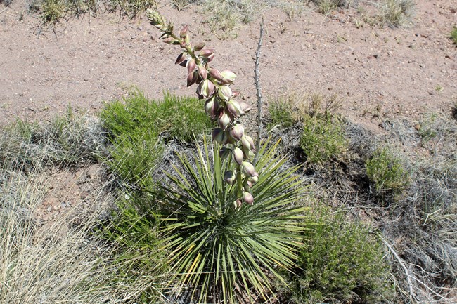 Rosette of narrow green swordlike leaves with tall spike of white flowers.