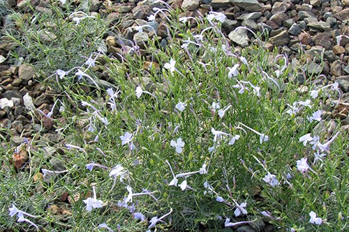 Pale blue trumpets has trumpet-shaped flowers