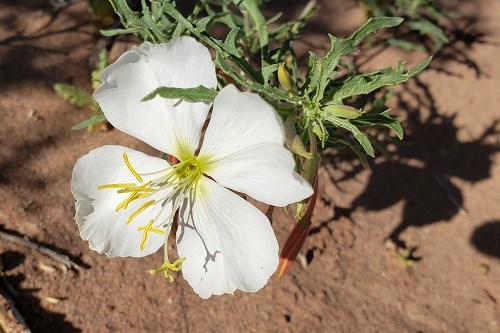 Large white four-petaled flower with airy steams and leaves