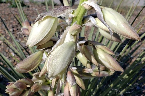 Large white bell flowers dangling down.