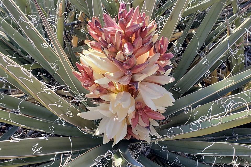 Creamy white flowers on spike in the middle of gray-green sword-like leaves.