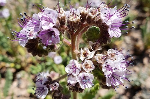 Gypsum Phacelia (Phacelia integrifolia var. integrifolia) has purple flowers