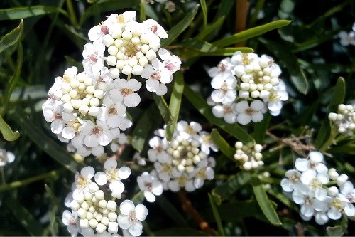 What is the flowering plant that has small white flowers that