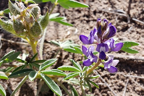 Dwarf Lupine (Lupinus pusillus) is a legume