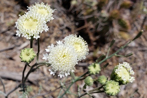 White florets in button-shaped clusters.
