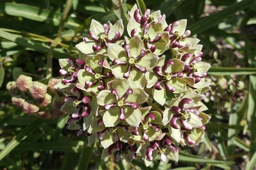 Greenish spherical cluster of flowers.