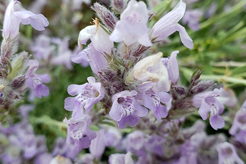 Hoary Rosemary Mint (Poliomintha incana) looks frosty