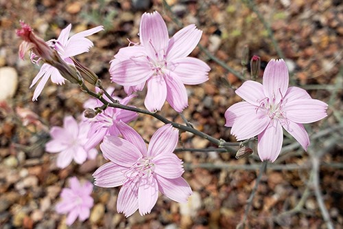 Rush Skeletonplant (Lygodesmia juncea)is an airy plant