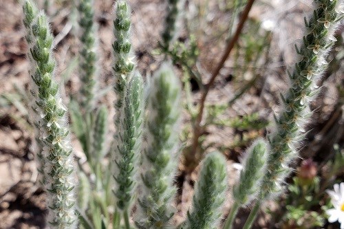 Soft green flower spikes with inconspicuous blossoms.
