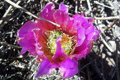 Deep pink cactus flower closeup of Pink-Flower Hedgehog Cactus (Echinocereus fendleri)