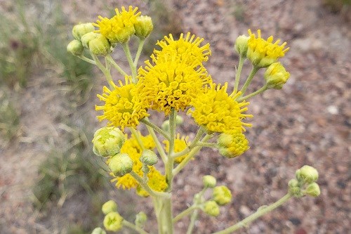 Yellow button blossoms of College Flower (Hymenopappus flavescens var. canotomentosus)