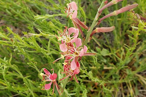 Scarlet Beeblossom (Oenothera suffrutescens) has four spoon-shaped petals.