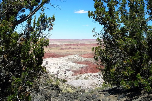 Juniper along the Painted Desert Rim Trail