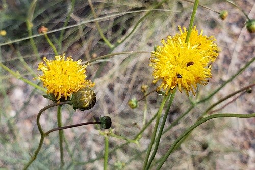 Yellow button flowers of Greenthread (Thelesperma megapotamicum)