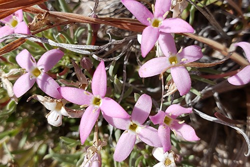 Red Bluet (Houstonia rubra) is a perennial herb.