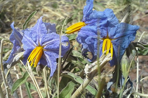 Silver-leafed Nightshade (Solanum elaeagnifolium) has purple starfish-shaped flowers.