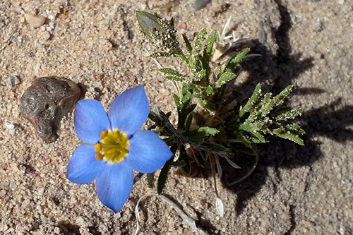 Bluebowls (Giliastrum acerosum) has a cobalt blue to purple flower