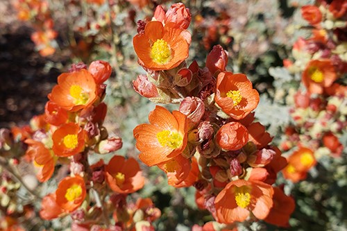 This Small Leaf Globemallow (Sphaeralcea parvifolia) has many coral orange cup-shaped flowers.