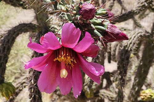 Branches surround the pink flower of walkingstick cholla.