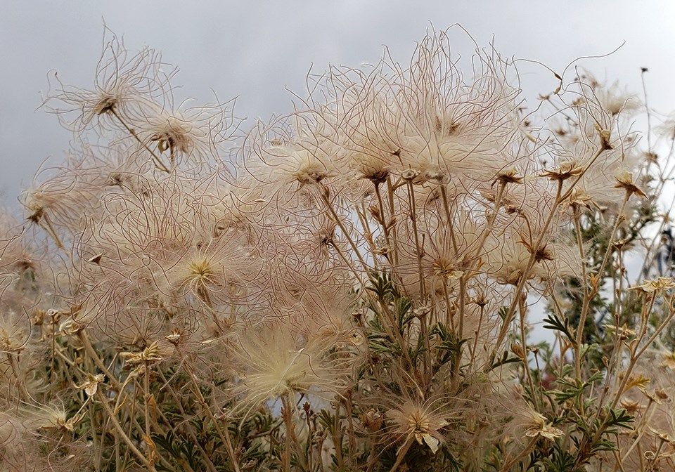 Plant with pink fluffy seed-heads, against a cloudy sky.