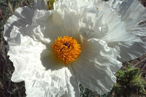 Large crinkly petaled white flower with yelllow center.