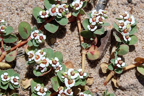 Closeup of tiny white flowers of Rattlesnake Mat (Euphorbia albomarginata)