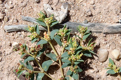 Tiny flowers of sprawling Euphorbia fendleri