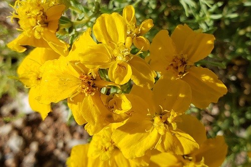 Yellow flowers of Plains Zinnia (Zinnia grandiflora)