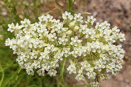 Tiny white flowers in an umbel