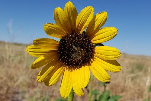 Golden flower of Common Sunflower (Helianthus annuus)