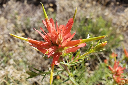 Closeup of Narrowleaf Paintbrush (Castilleja linariifolia) with red bracts